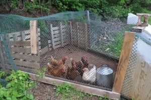 our laying hens