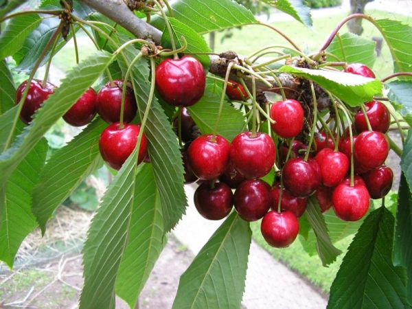 CherryLapins